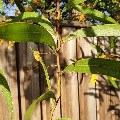 Acacia macradenia Levél