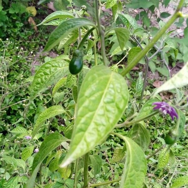 Capsicum pubescens Virág