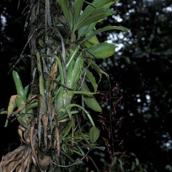 Gongora atropurpurea Flower