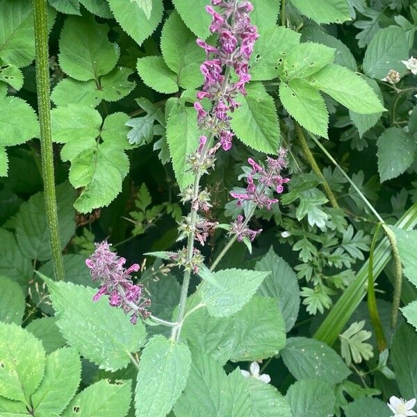 Stachys sylvatica Habitus