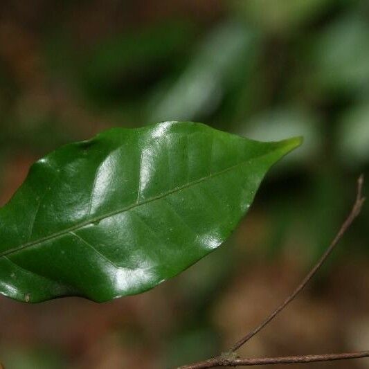 Eugenia patrisii Leaf