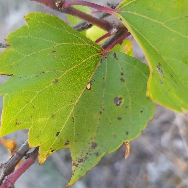 Vitis rupestris Folha