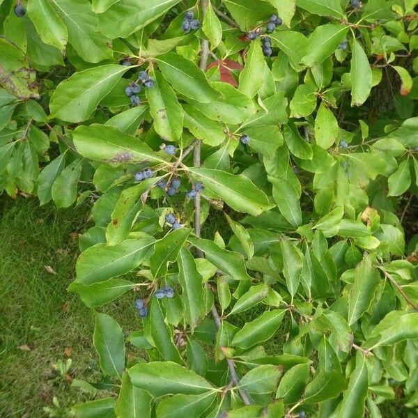 Nyssa sylvatica Habit