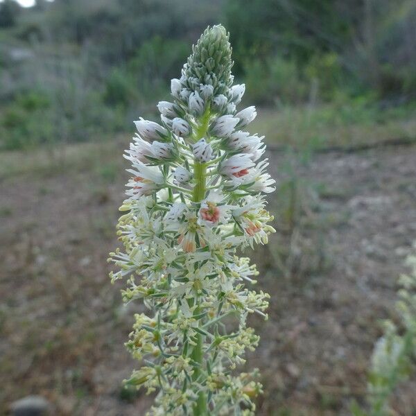 Reseda alba പുഷ്പം