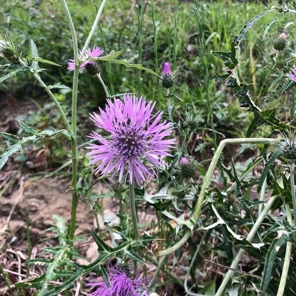 Galactites tomentosus Fleur