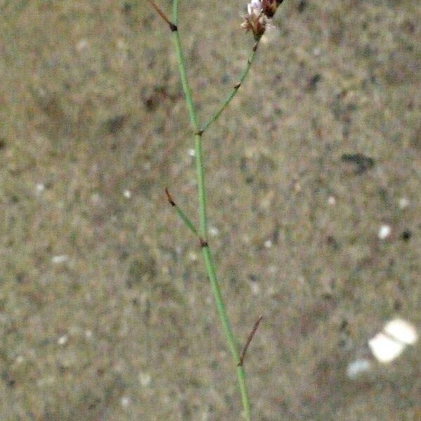 Limonium legrandii Drugo