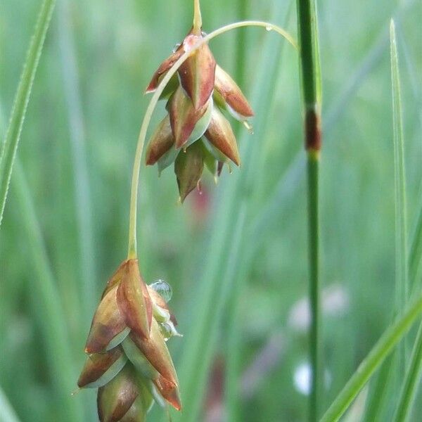 Carex limosa Kvet