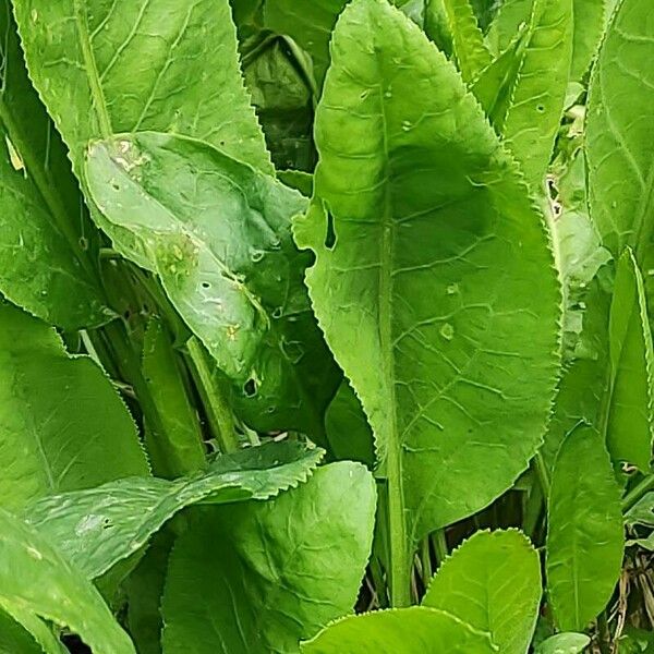 Lepidium latifolium برگ