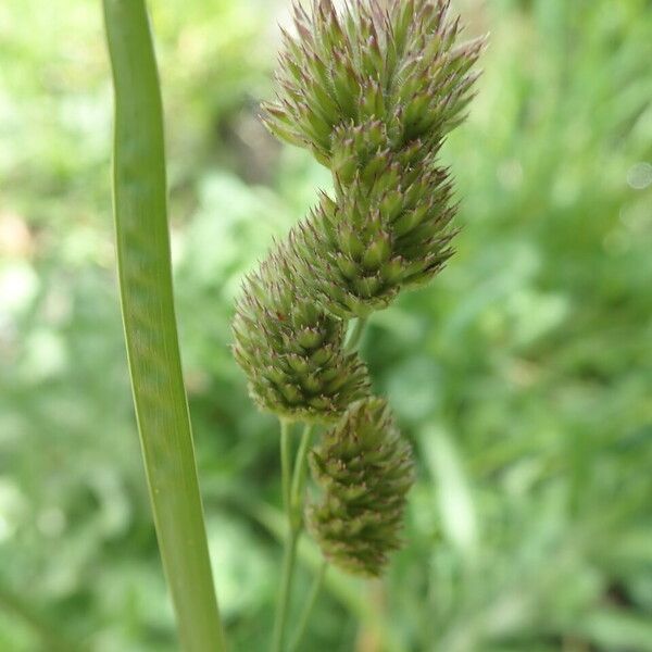 Dactylis glomerata Květ