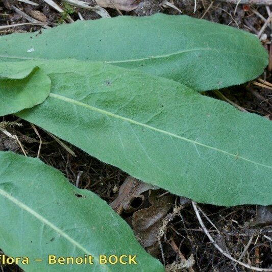 Crepis praemorsa Hostoa