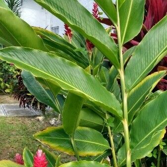 Alpinia purpurata Leaf