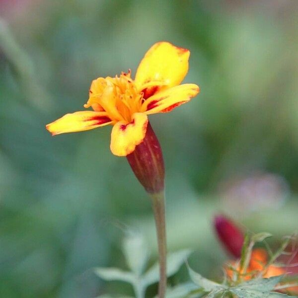 Tagetes tenuifolia Іншае