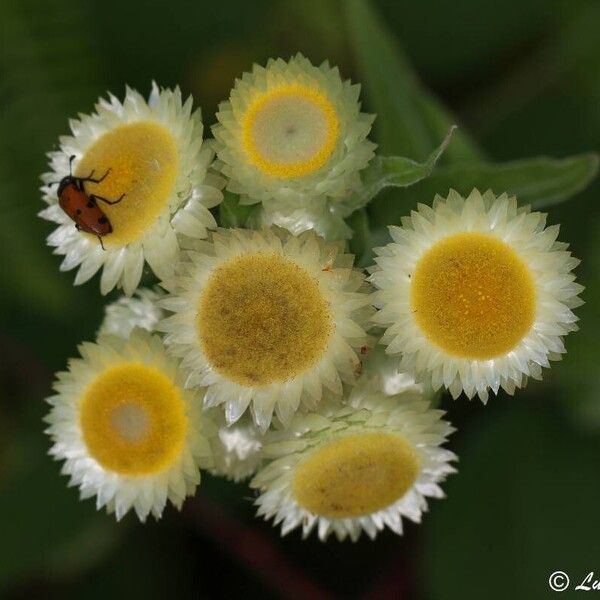 Helichrysum foetidum Flower