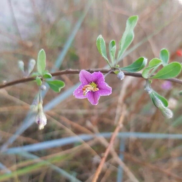 Lycium barbarum Flower