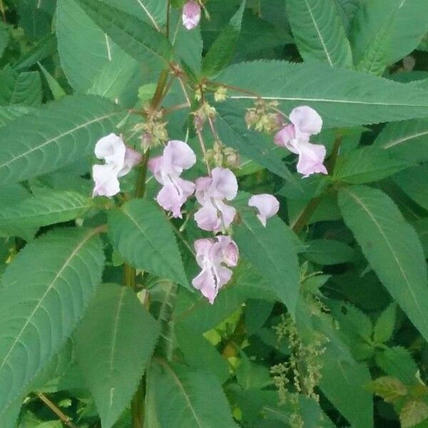 Impatiens glandulifera Floro