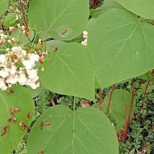 Catalpa bignonioides Ліст