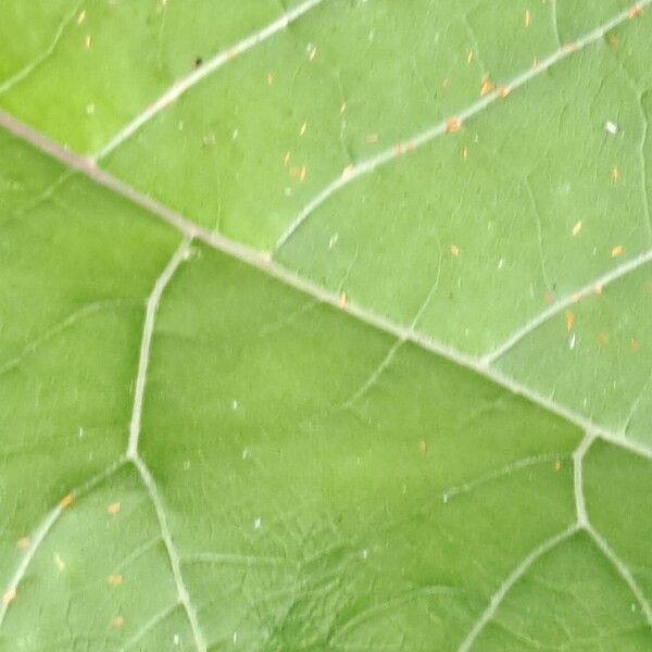 Quercus texana Blad