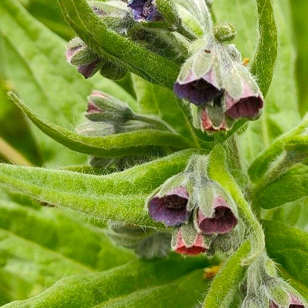 Cynoglossum officinale Kwiat