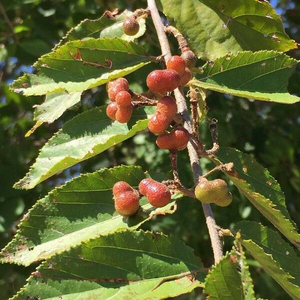 Grewia flavescens Плод