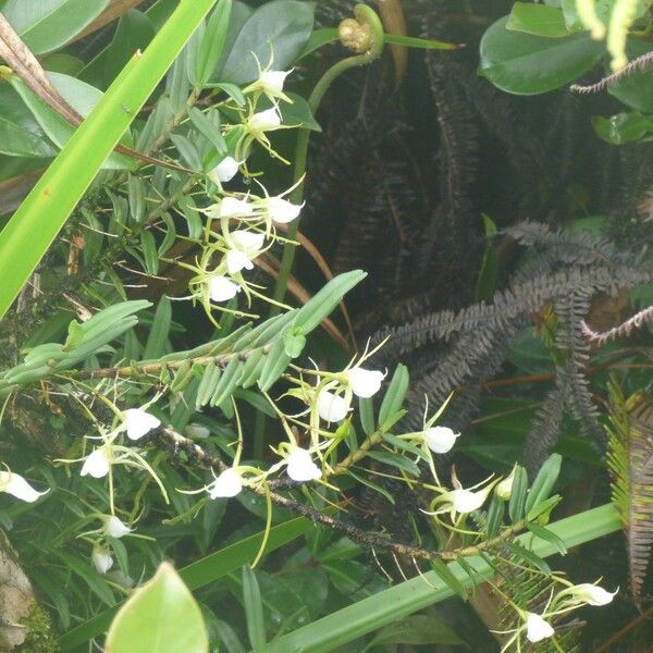 Angraecum expansum Habit