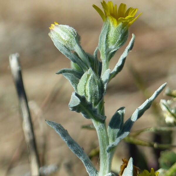 Andryala ragusina Blomst