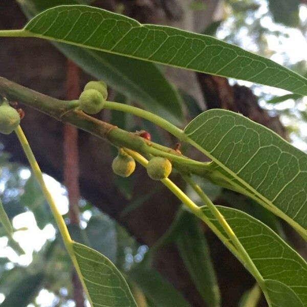 Ficus salicifolia Leht