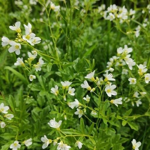 Cardamine amara ശീലം