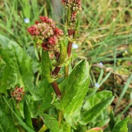 Rumex acetosa Blüte