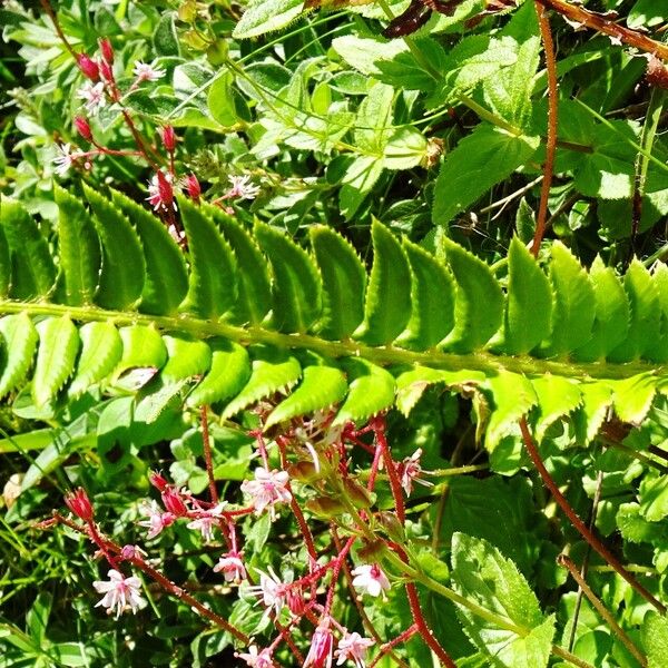 Polystichum lonchitis Folla