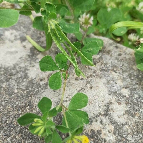 Lotus ornithopodioides ഫലം