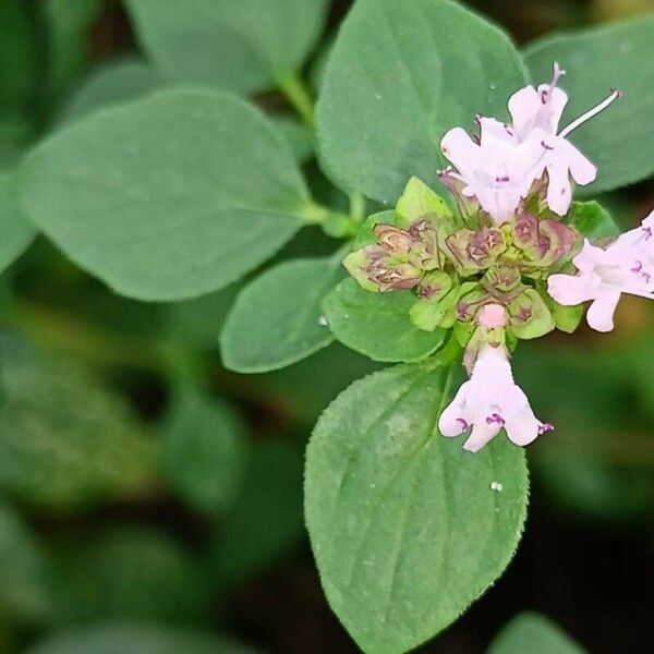 Origanum vulgare Feuille