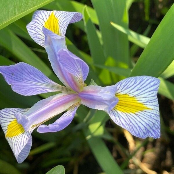 Iris virginica ᱵᱟᱦᱟ