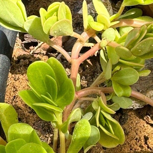 Portulaca umbraticola Leaf