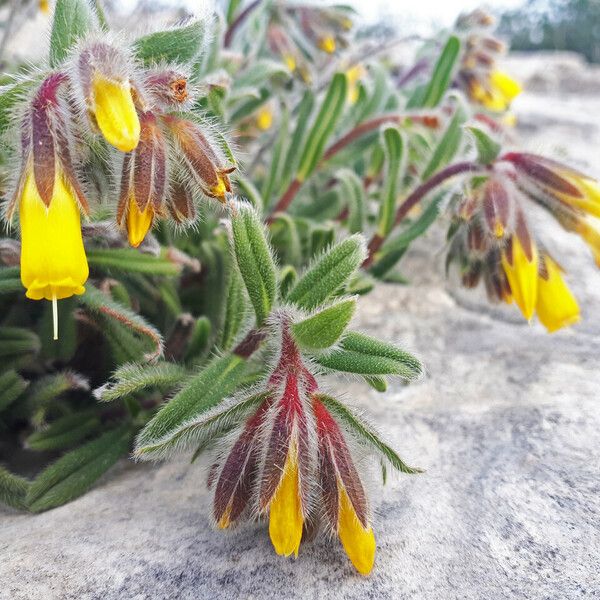 Onosma frutescens Kukka