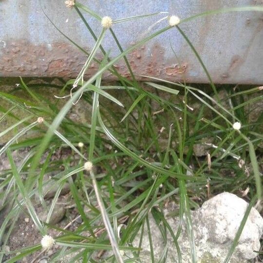 Cyperus brevifolius Fleur