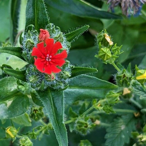 Silene chalcedonica Цвят