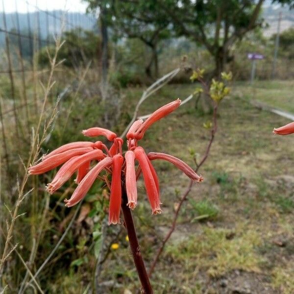 Aloe maculata Цвят