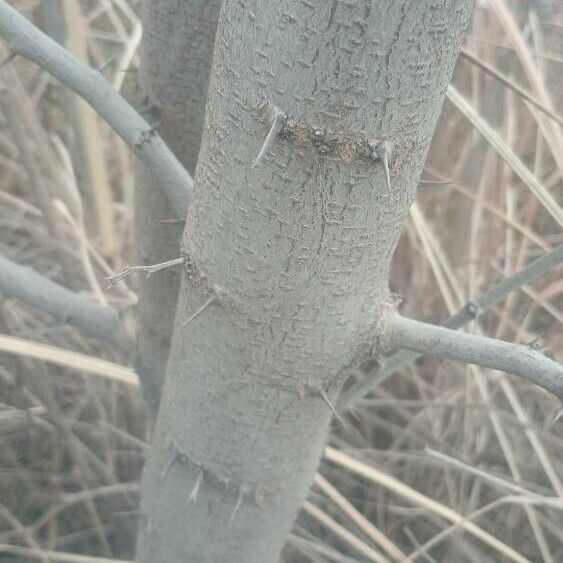 Robinia pseudoacacia Кора