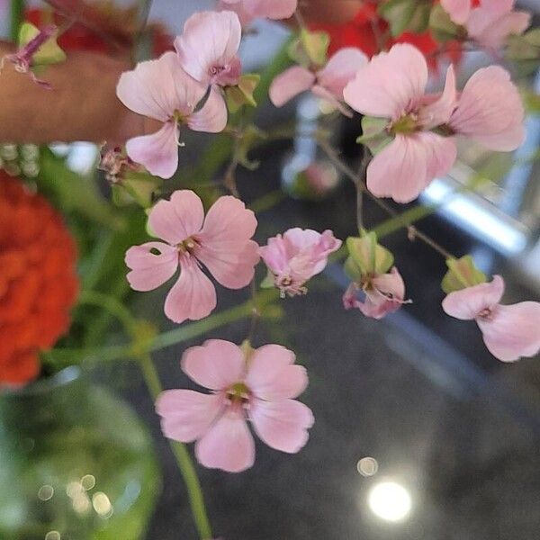 Gypsophila vaccaria Flower