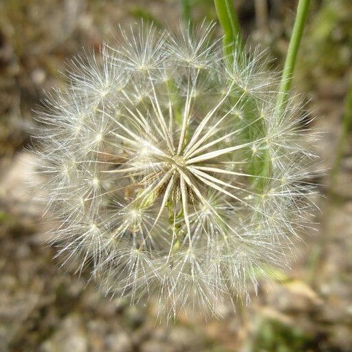 Agoseris heterophylla Fruit