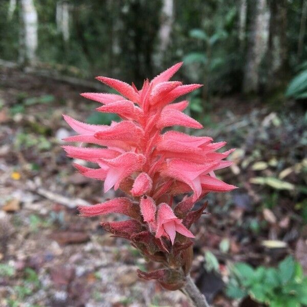 Sacoila lanceolata Floare