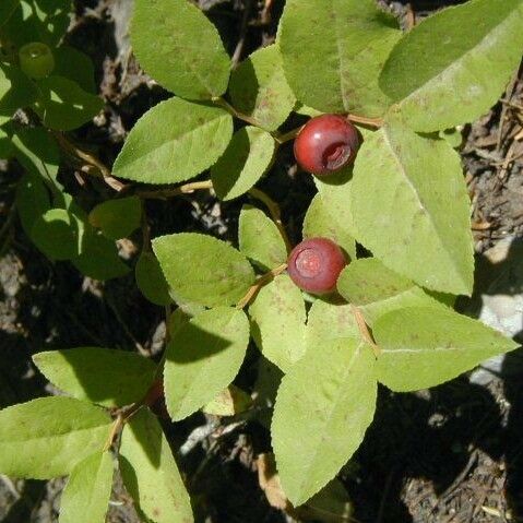 Vaccinium membranaceum Φρούτο