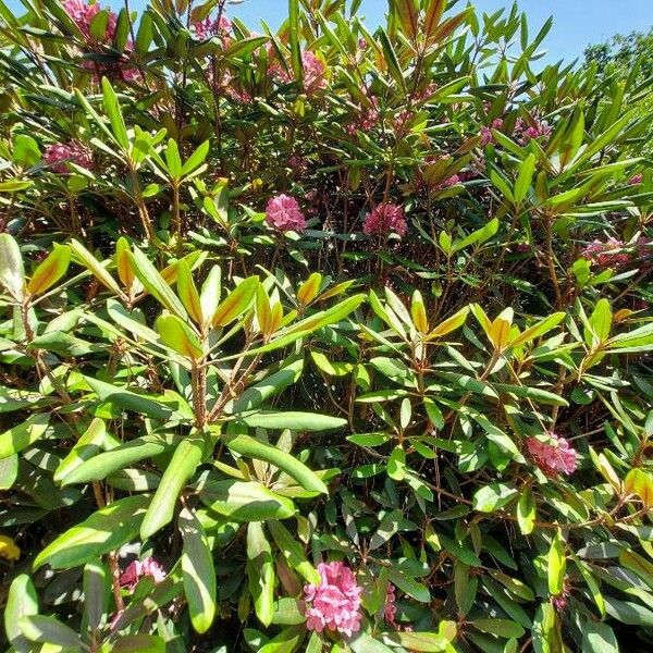Rhododendron maximum Habitus