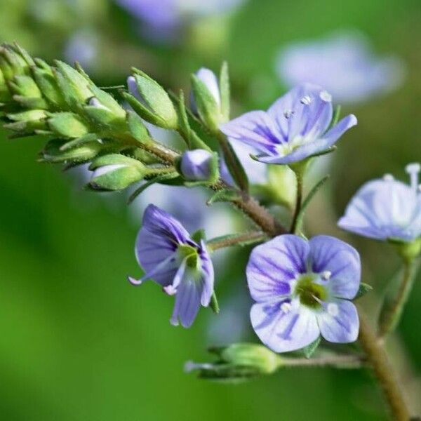 Veronica anagallis-aquatica फूल