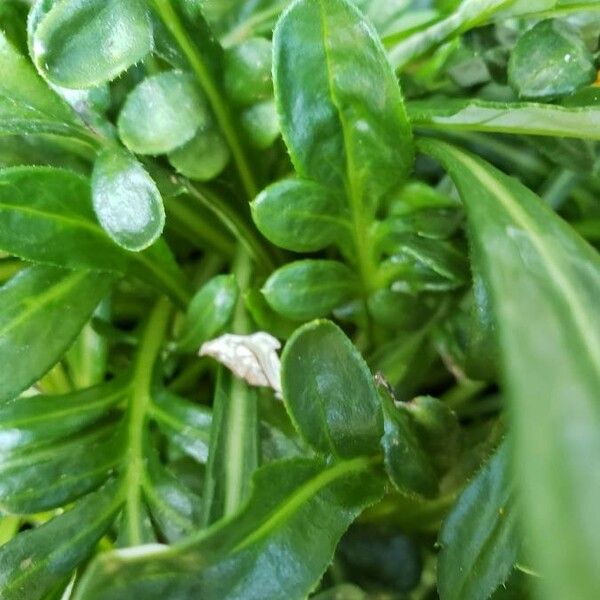 Gazania rigens Leaf