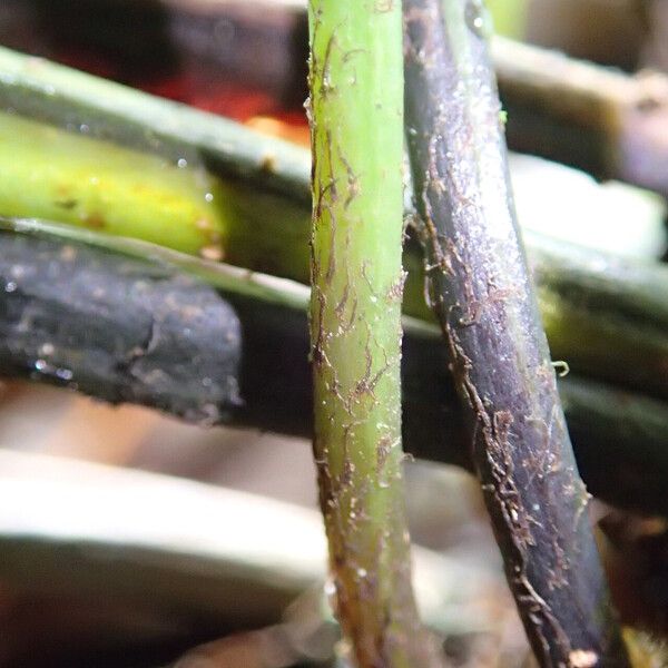 Asplenium africanum Hoja