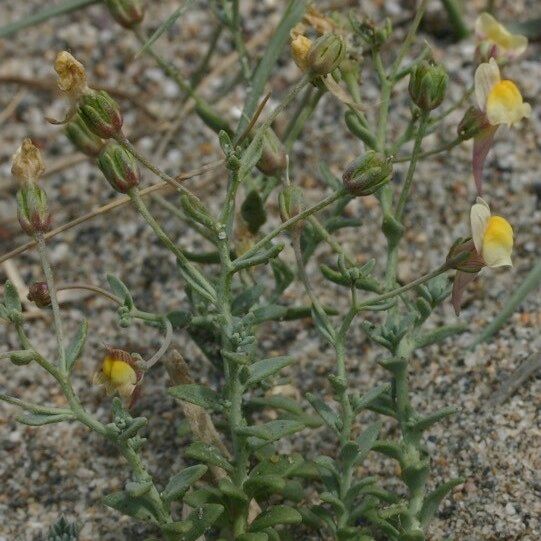 Linaria pedunculata Habitatea