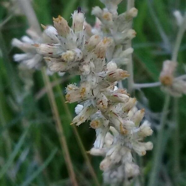 Antennaria plantaginifolia Květ