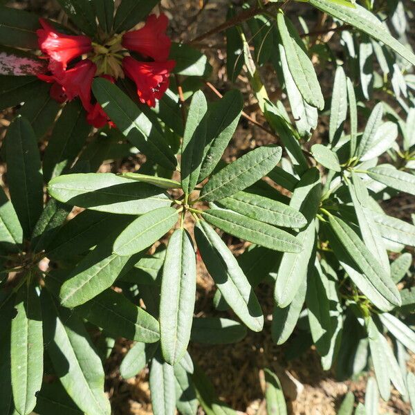 Rhododendron neriiflorum برگ