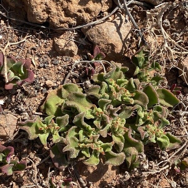 Mesembryanthemum crystallinum Levél